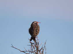 Image of Long-tailed Meadowlark