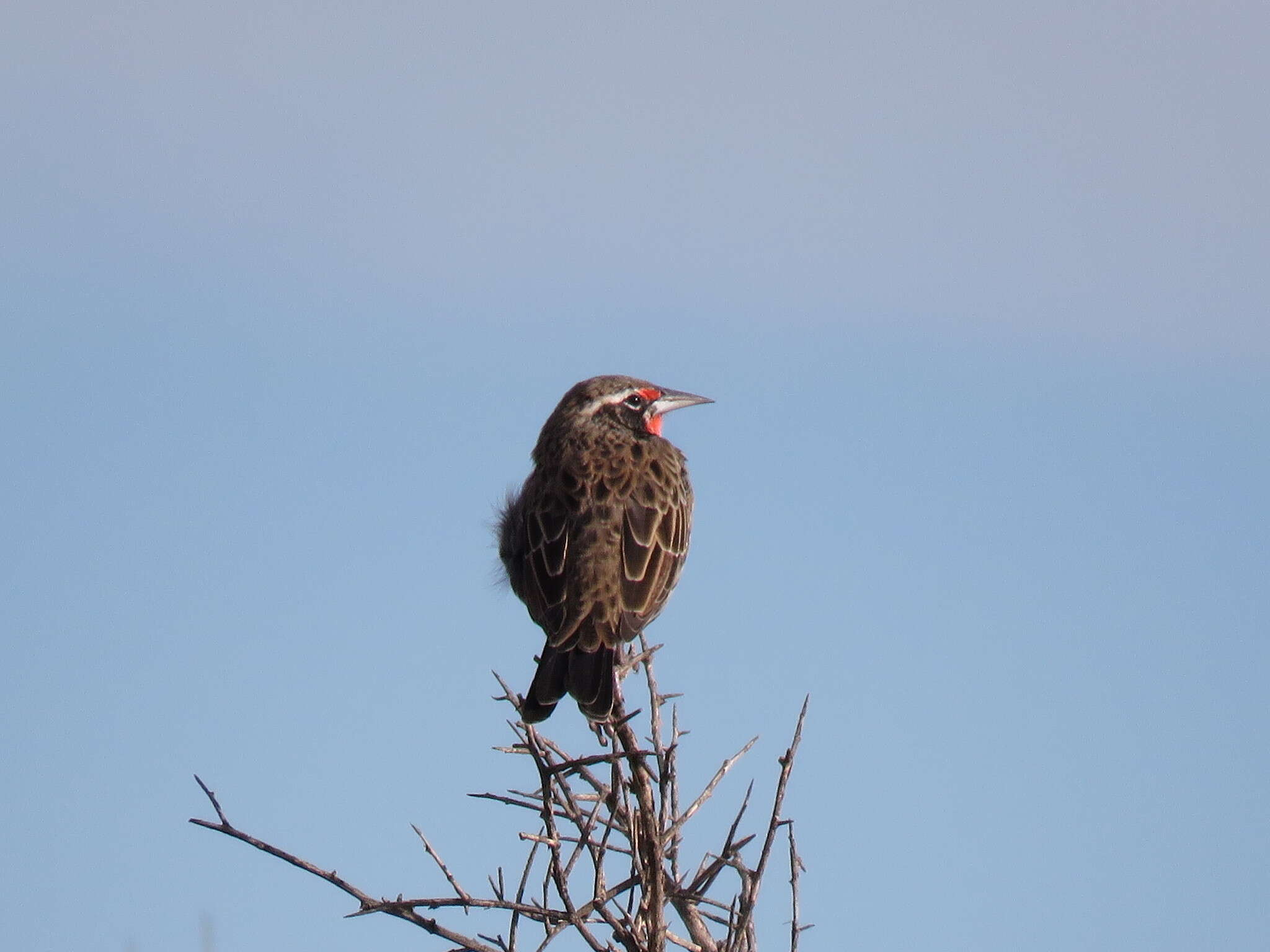 Image of Long-tailed Meadowlark