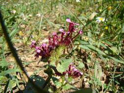 Image of Fedia cornucopiae (L.) Gaertner