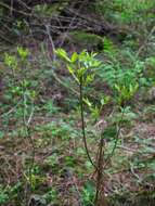 Слика од Fraxinus latifolia Benth.