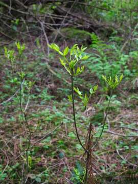 Image of Oregon Ash