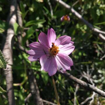 Image of Cosmos crithmifolius Kunth