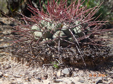 Image of Thelocactus hexaedrophorus subsp. lloydii (Britton & Rose) N. P. Taylor