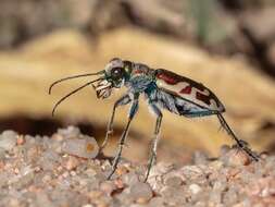 Image of Cicindela (Cicindela) lengi lengi W. Horn 1908