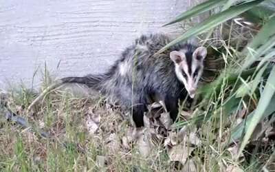 Image of White-eared Opossum