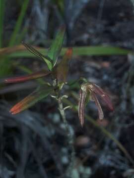 صورة Dendrobium verruciferum Rchb. fil.