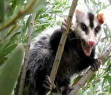 Image of White-eared Opossum