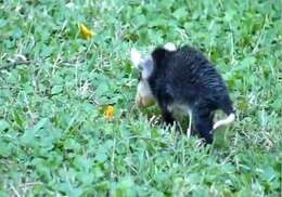 Image of White-eared Opossum