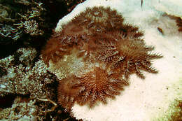 Image of crown of thorns starfishes