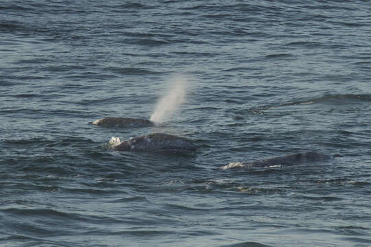 Image of gray whales