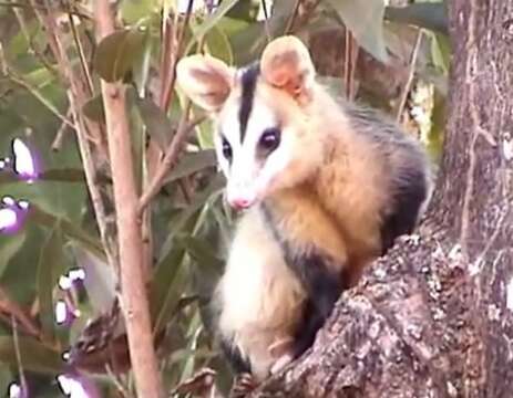 Image of White-eared Opossum