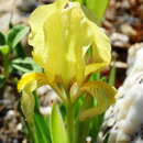 Image of Iris reichenbachii Heuff.