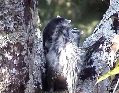 Image of White-eared Opossum