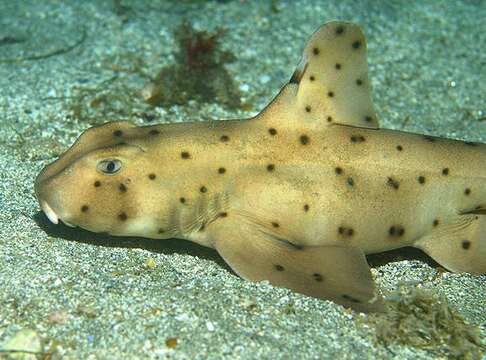 Image of Bullhead Shark