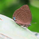 Image of Arhopala amphimuta (Felder & Felder 1860)