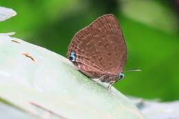 Plancia ëd Arhopala amphimuta (Felder & Felder 1860)