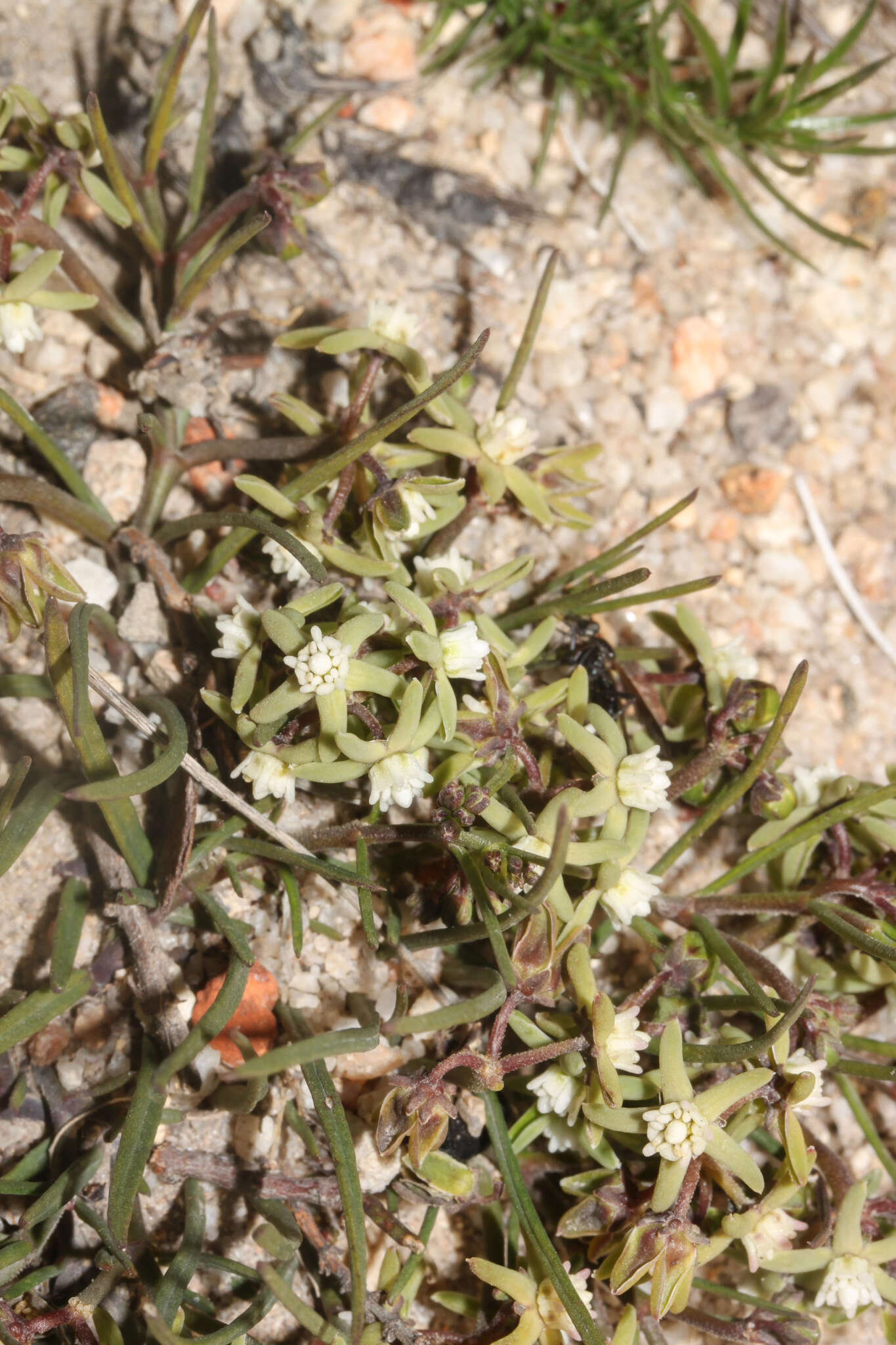 Image of Eustegia minuta (L. fil.) N. E. Br.