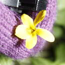 Sivun Viola vallicola A. Nelson kuva