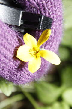 Image of Valley Violet