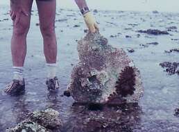 Image of crown of thorns starfishes