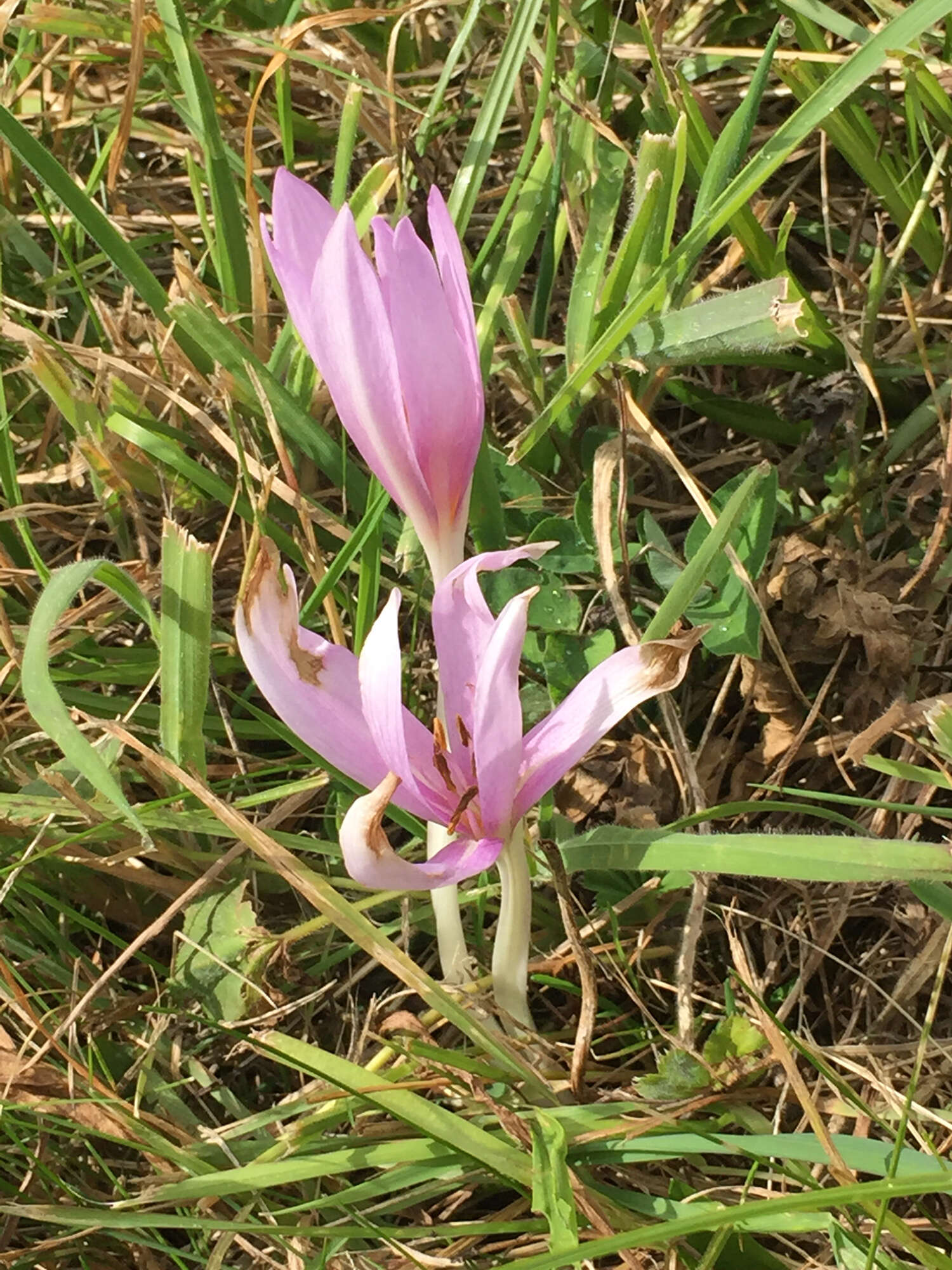 Image of Autumn crocus