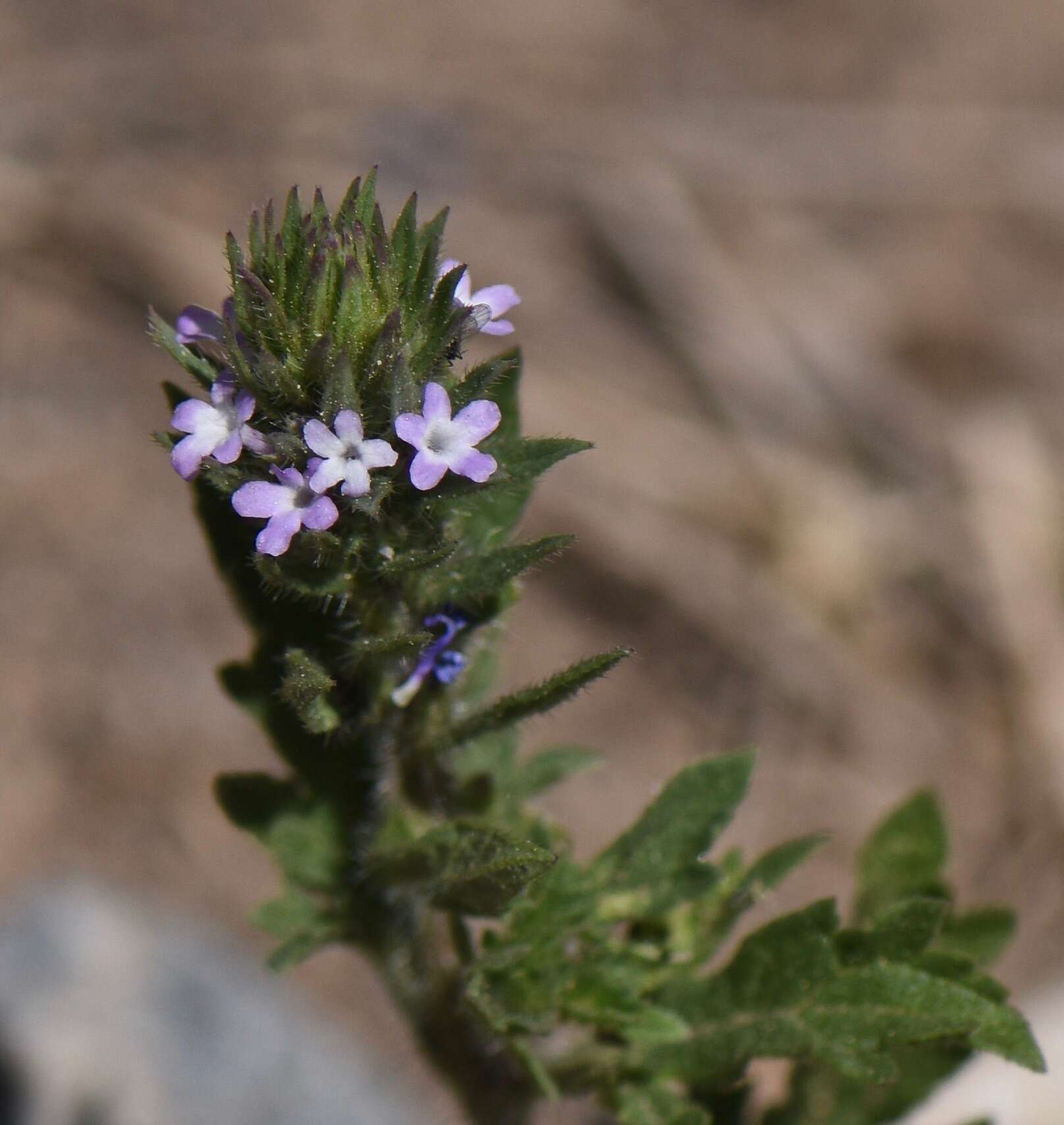 Image of bigbract verbena