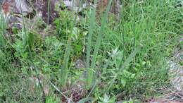 Image of Dierama pendulum (L. fil.) Baker