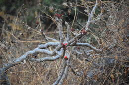 Image of Jatropha macrantha Müll. Arg.