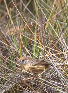 Image of Mallee Emu-wren