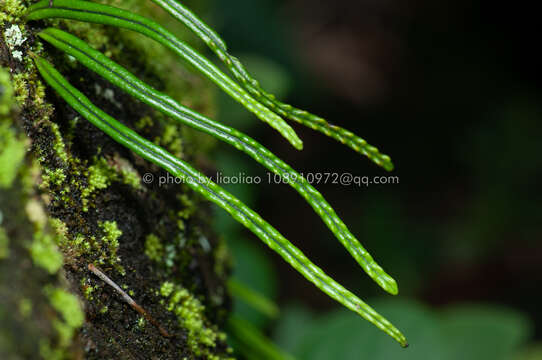 Image of Lepisorus lewisii (Bak.) Ching