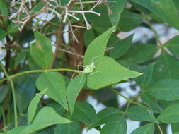 Image of southern oak bush-cricket