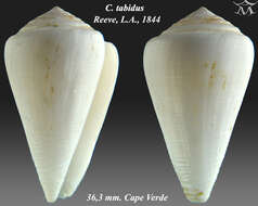 Image of Conus tabidus Reeve 1844