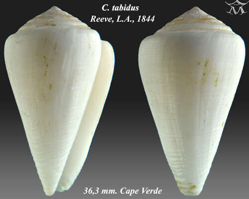 Image of Conus tabidus Reeve 1844