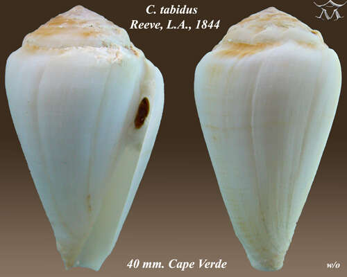 Image of Conus tabidus Reeve 1844