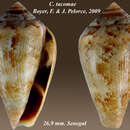 صورة Conus tacomae Boyer & Pelorce 2009