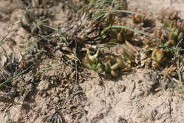 Image of Delosperma hollandii L. Bol.