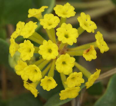 Image of coastal sand verbena