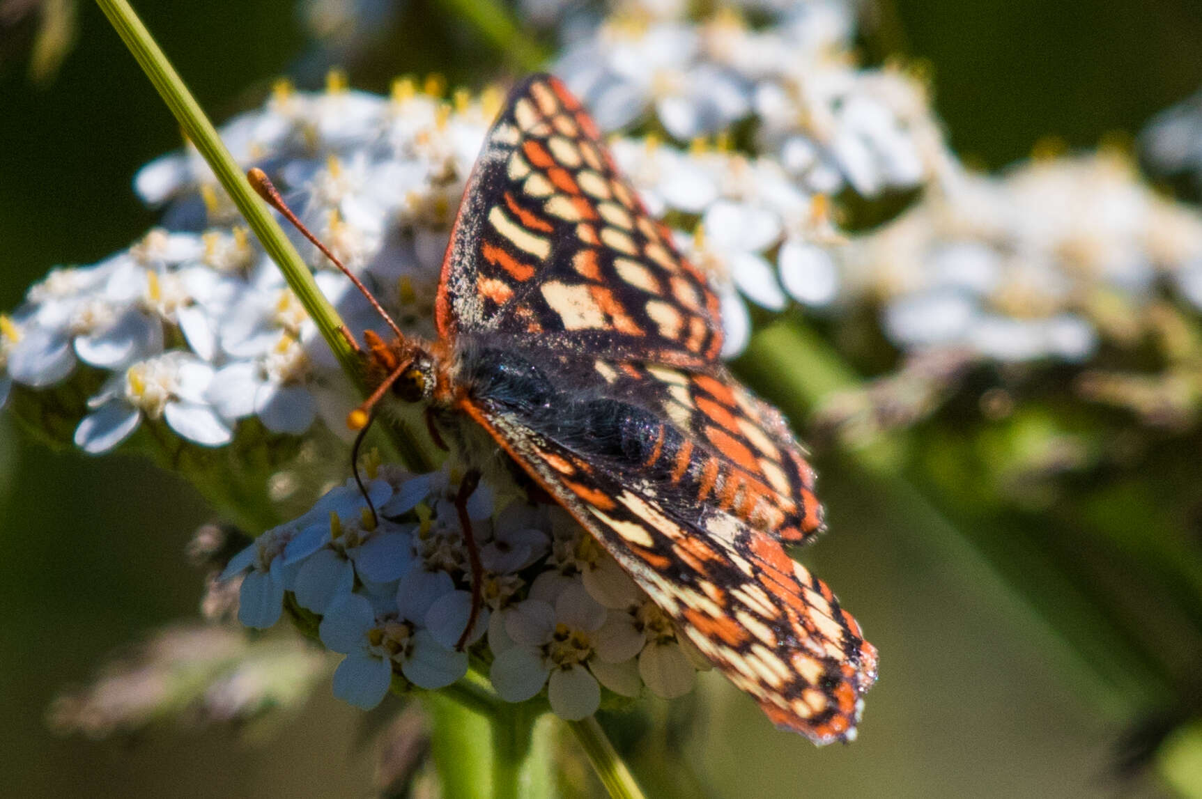 <i>Euphydryas editha augustina</i>的圖片