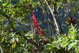 Image of Tillandsia superba Mez & Sodiro