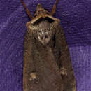 Image of Adelphagrotis indeterminata Walker 1865