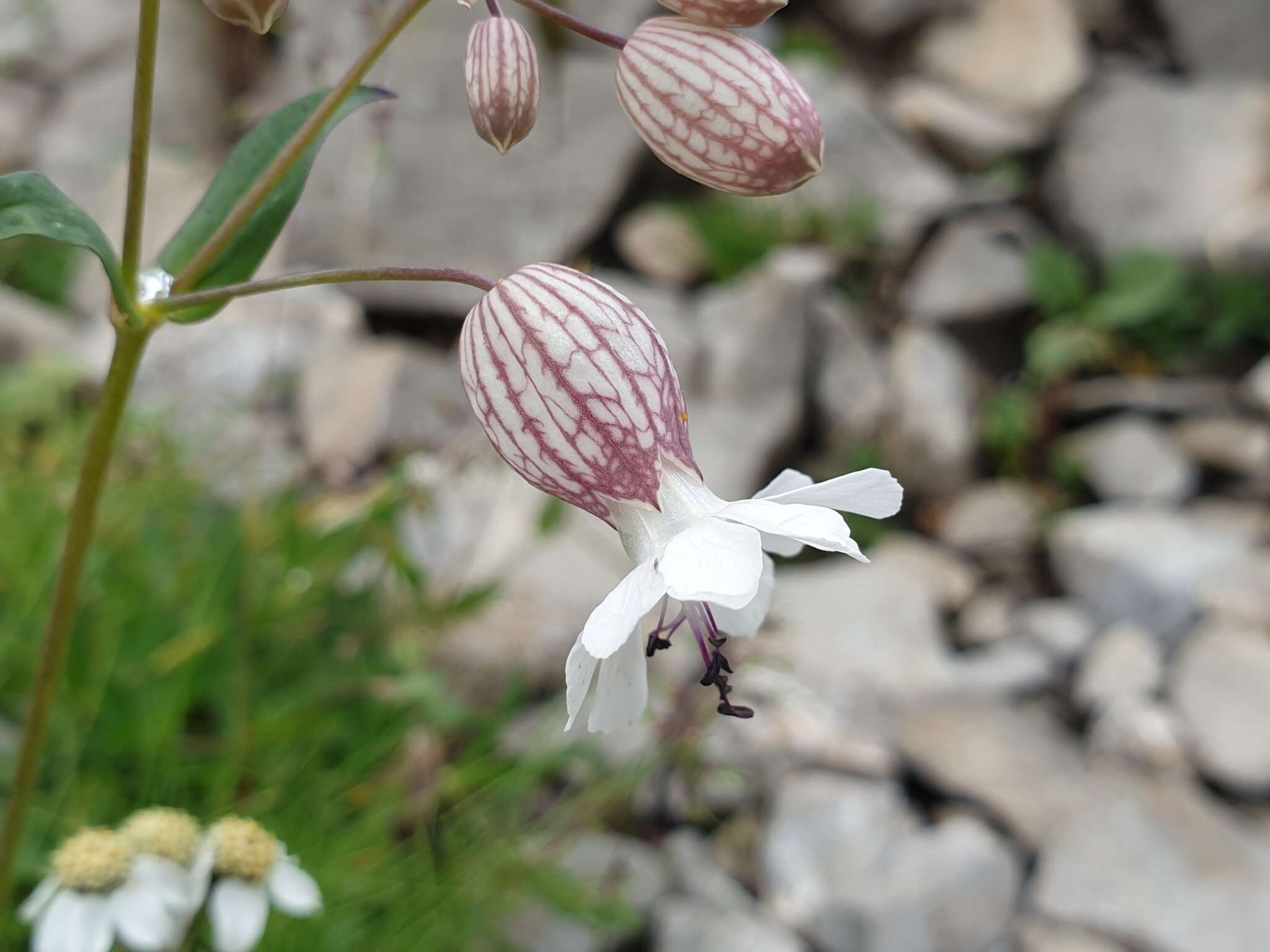 Image of Silene vulgaris subsp. glareosa (Jordan) Marsden-Jones & Turrill