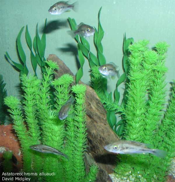 Слика од Astatoreochromis