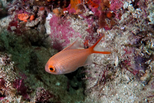 Image of Eastern nannygai