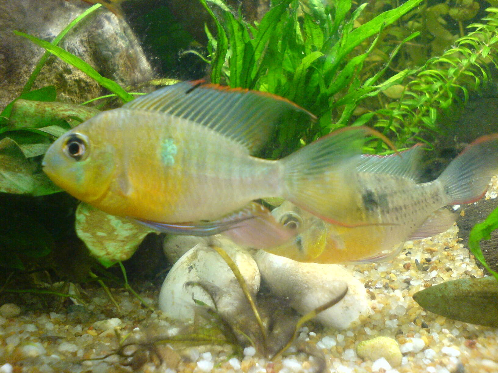 Image of Mikrogeophagus altispinosus (Haseman 1911)