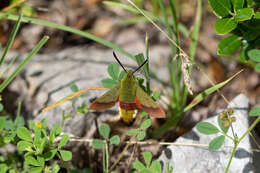 Imagem de Hemaris croatica (Esper 1800)