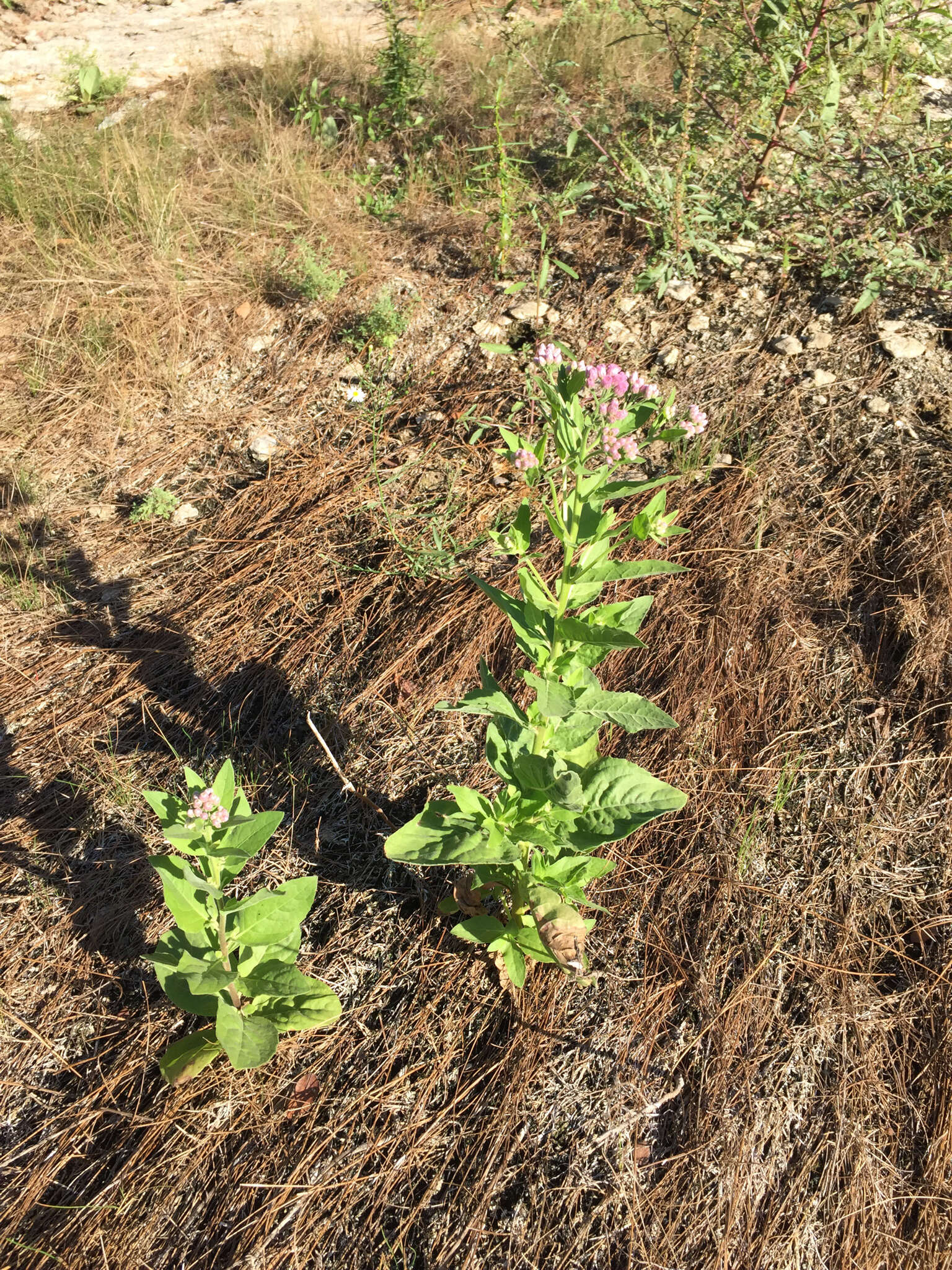 Pluchea odorata (L.) Cass. resmi