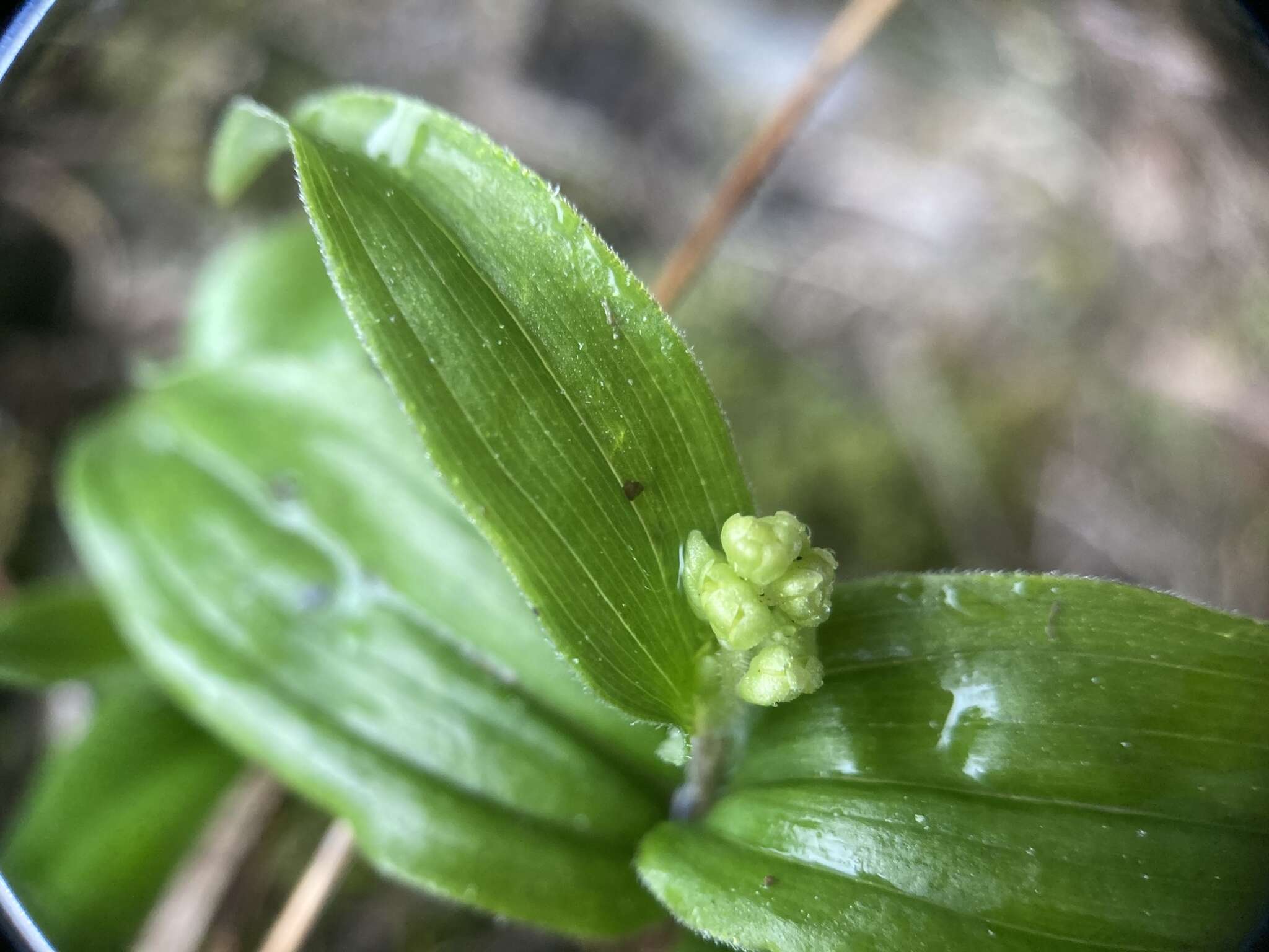 Imagem de Maianthemum formosanum (Hayata) La Frankie