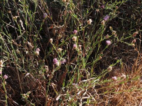 Image of Centaurea jacea subsp. angustifolia (DC.) Gremli