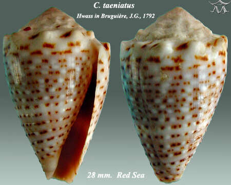 صورة Conus taeniatus Hwass ex Bruguière 1792