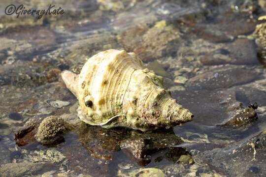 Image of Charonia lampas (Linnaeus 1758)